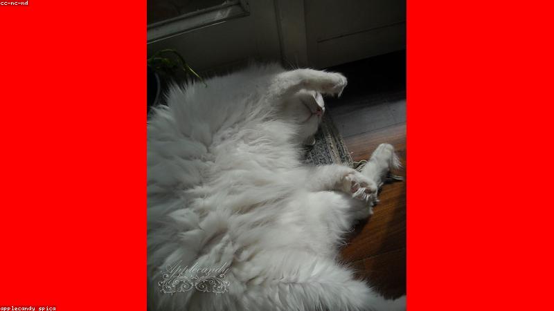 磁力猫bt热门榜单磁力资源推荐